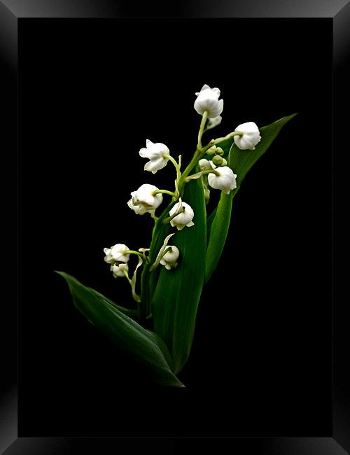Lily of the Valley Framed Print by Karen Martin