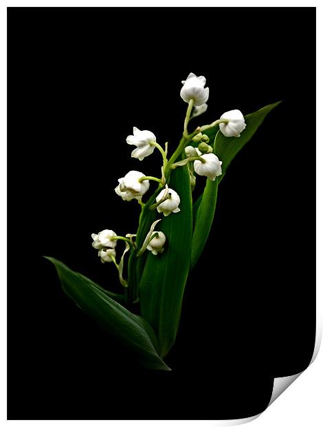 Lily of the Valley Print by Karen Martin