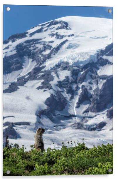 Marmot Checking Out His Neighborhood at Mount Rain Acrylic by Belinda Greb