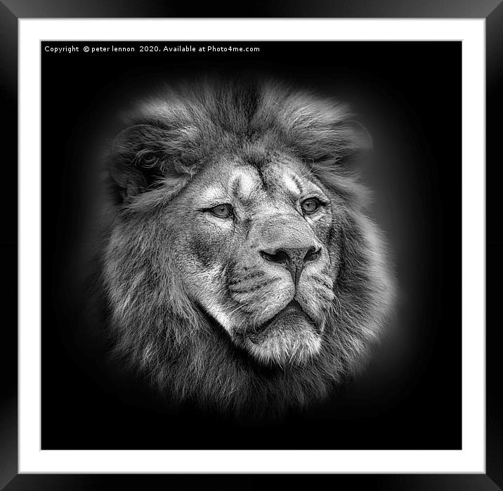 Mufasa Framed Mounted Print by Peter Lennon