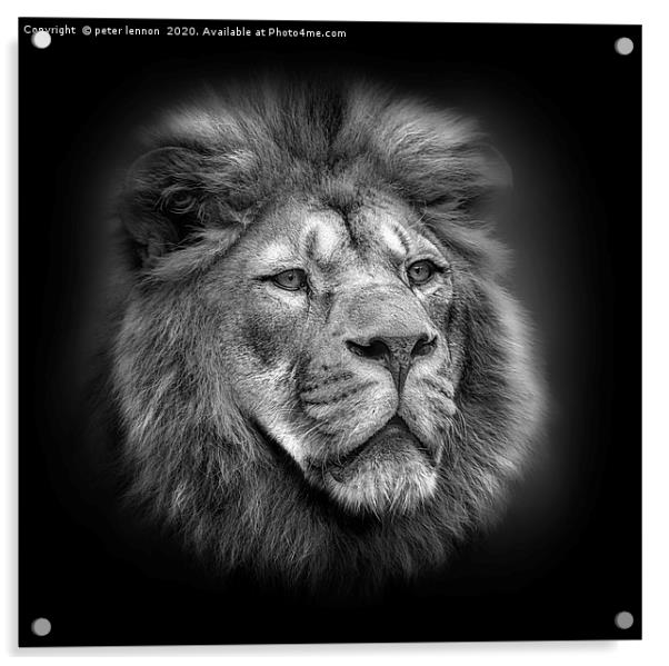 Mufasa Acrylic by Peter Lennon