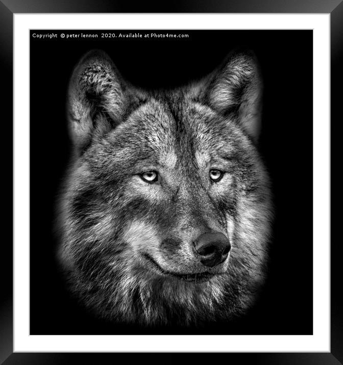 The Wolf Framed Mounted Print by Peter Lennon