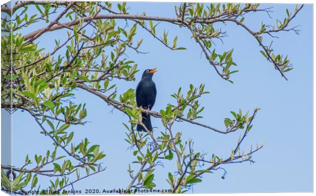 Male Blackbird Singing in a tree Canvas Print by Nick Jenkins