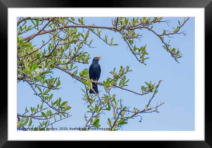 Male Blackbird Singing in a tree Framed Mounted Print by Nick Jenkins