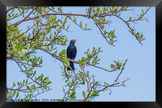 Male Blackbird Singing in a tree Framed Print by Nick Jenkins