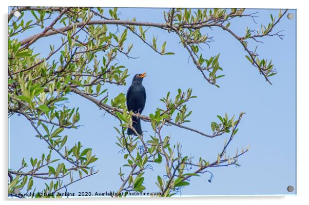 Male Blackbird Singing in a tree Acrylic by Nick Jenkins