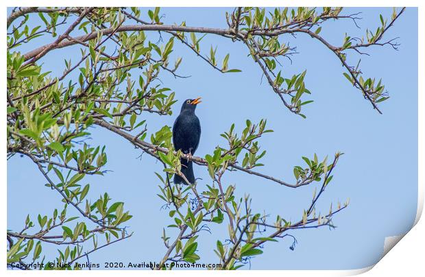 Male Blackbird Singing in a tree Print by Nick Jenkins