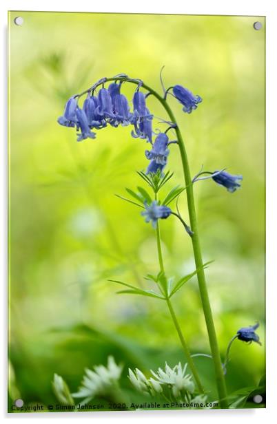 Bluebell close up Acrylic by Simon Johnson