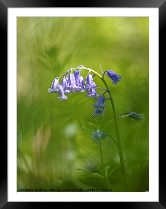 Bluebell close up Cotswolds Framed Mounted Print by Simon Johnson