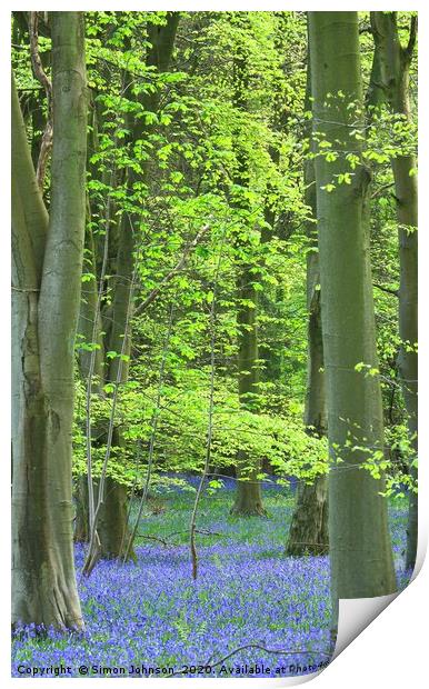 Bluebell woodland Print by Simon Johnson