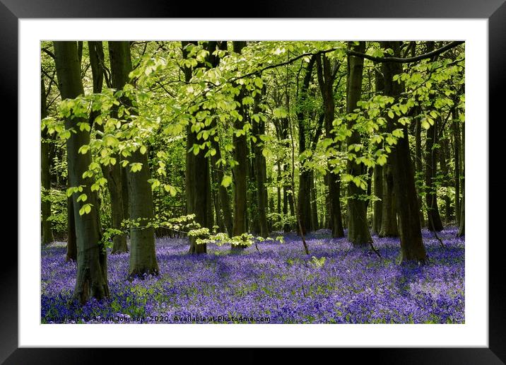 Bluebell Wood Cotswolds Framed Mounted Print by Simon Johnson
