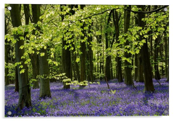 Bluebell Wood Cotswolds Acrylic by Simon Johnson