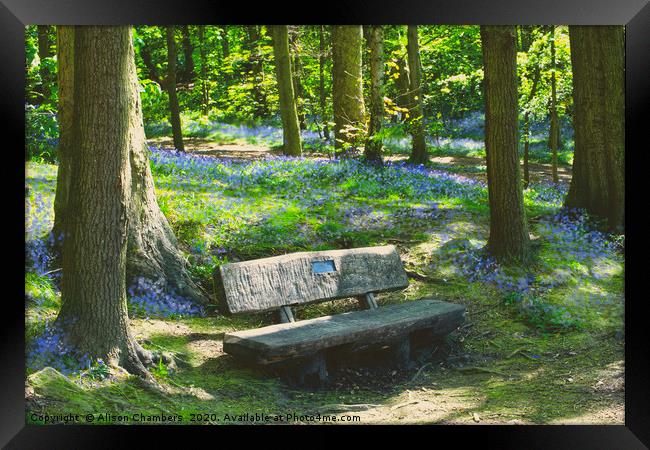 Newmillerdam Bluebell Seat Framed Print by Alison Chambers