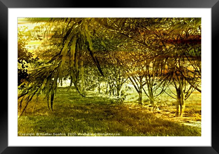 Roots Framed Mounted Print by Heather Goodwin