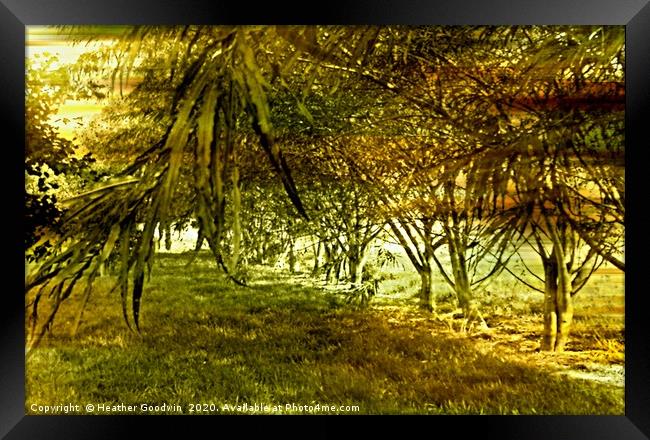 Roots Framed Print by Heather Goodwin