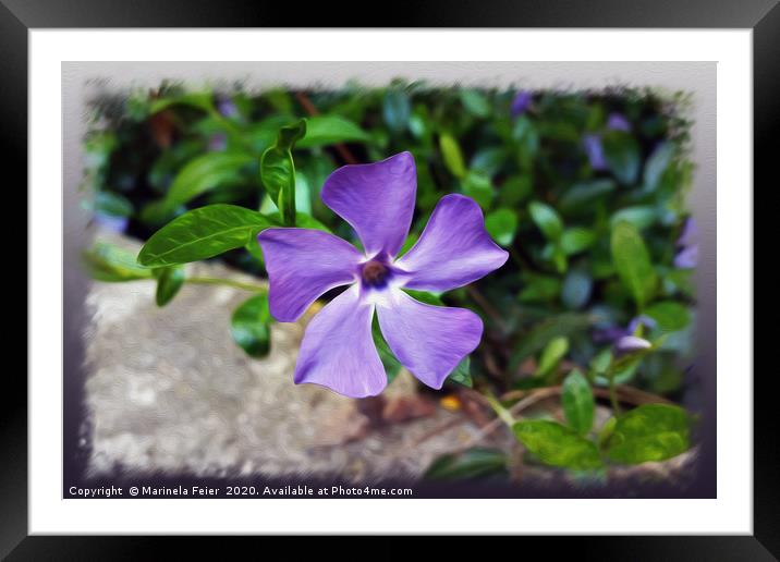 Blue purple petals Framed Mounted Print by Marinela Feier