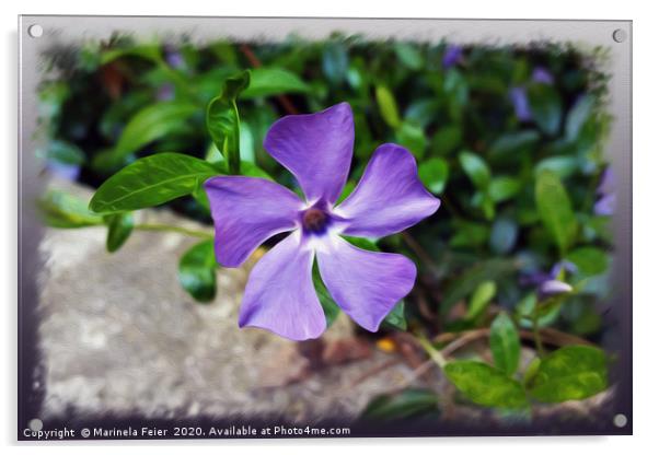 Blue purple petals Acrylic by Marinela Feier