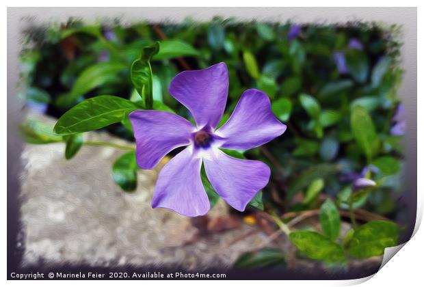 Blue purple petals Print by Marinela Feier