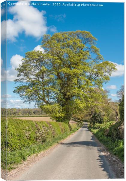 Roadside Sycamore in Spring Canvas Print by Richard Laidler