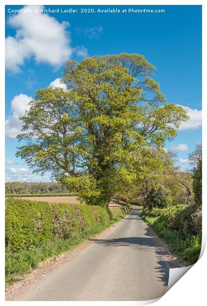 Roadside Sycamore in Spring Print by Richard Laidler