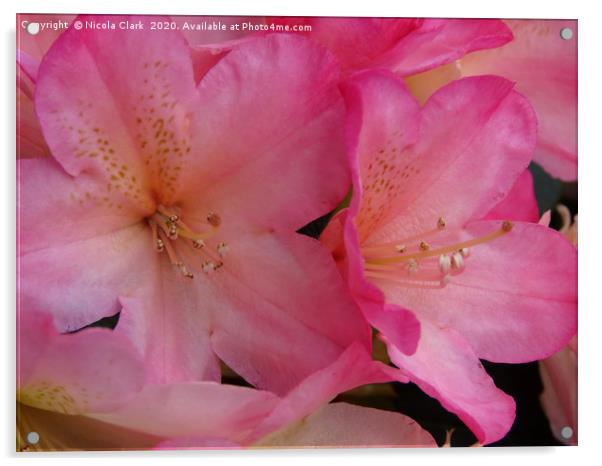 Pink Rhododendron Acrylic by Nicola Clark