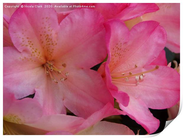 Pink Rhododendron Print by Nicola Clark