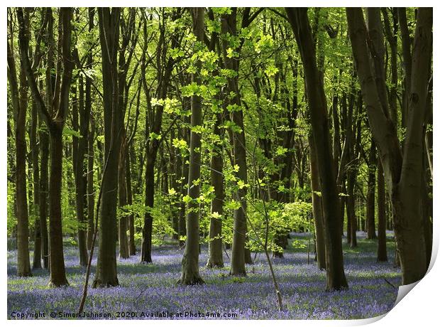 Bluebell woodland Print by Simon Johnson