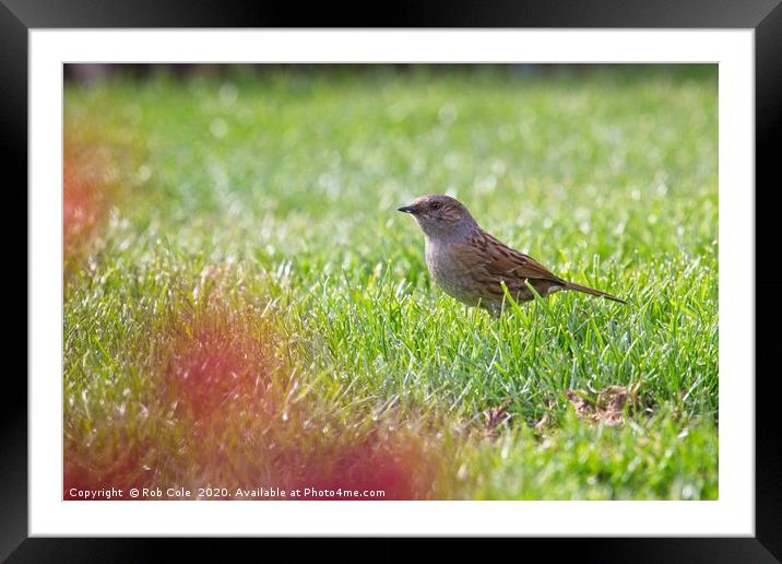 House Soarrow (Passer domesticus) Framed Mounted Print by Rob Cole