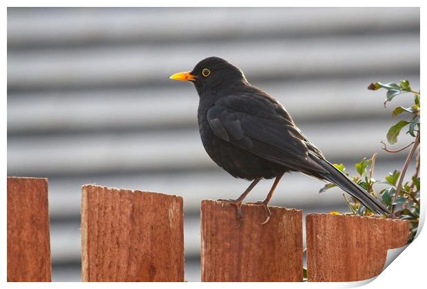 Blackbird (Turdus merula) Print by Rob Cole