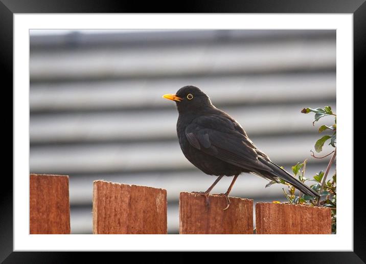 Blackbird (Turdus merula) Framed Mounted Print by Rob Cole