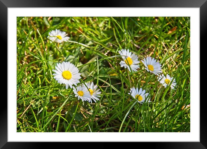 Daisies In Green Grass Framed Mounted Print by Rob Cole