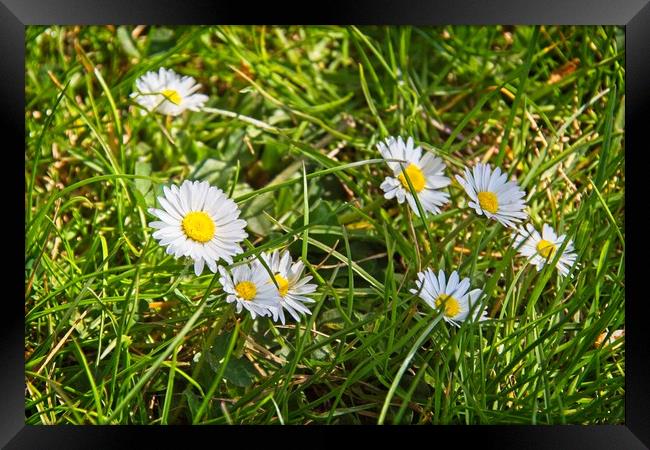 Daisies In Green Grass Framed Print by Rob Cole