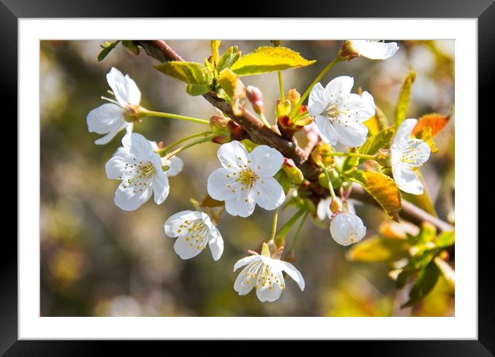 Beautiful Spring Blossom Framed Mounted Print by Rob Cole