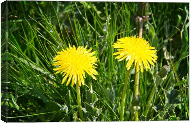 Bright Yellow Dandelion Heads Canvas Print by Rob Cole