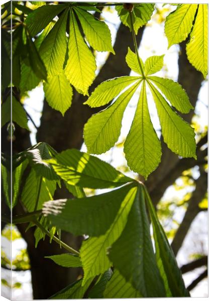 Horse-chestnut Leaves in Spring Canvas Print by Rob Cole