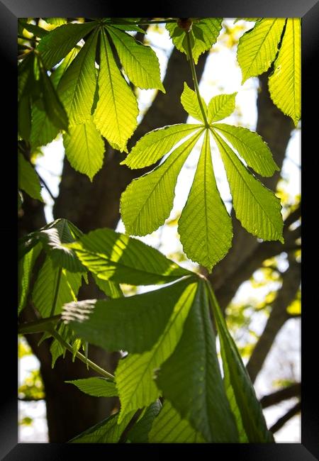 Horse-chestnut Leaves in Spring Framed Print by Rob Cole