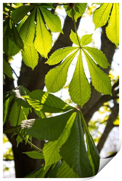 Horse-chestnut Leaves in Spring Print by Rob Cole