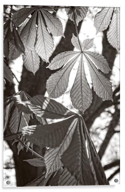 Horse-chestnut Leaves in Spring Acrylic by Rob Cole