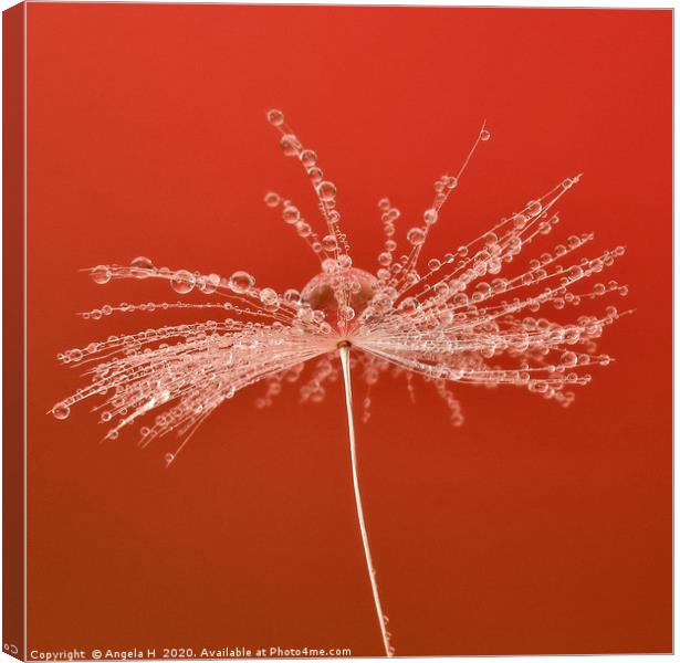 Dandelion clock with waterdrops Canvas Print by Angela H