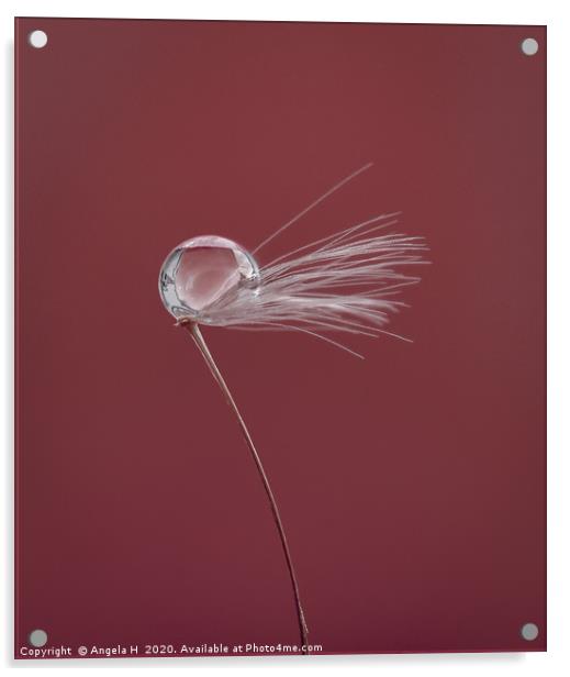 Dandelion clock with waterdrop Acrylic by Angela H