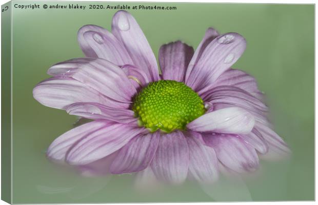 The Graceful Beauty of a Floating Pink Chrysanthem Canvas Print by andrew blakey