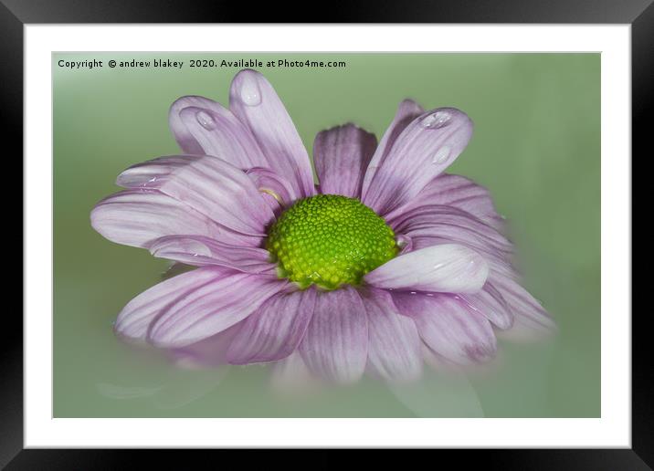 The Graceful Beauty of a Floating Pink Chrysanthem Framed Mounted Print by andrew blakey