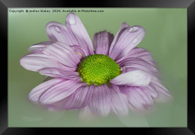 The Graceful Beauty of a Floating Pink Chrysanthem Framed Print by andrew blakey