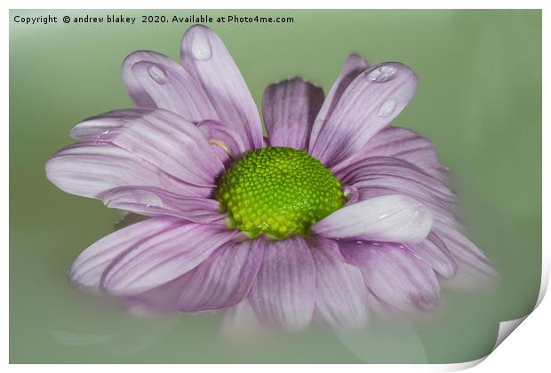 The Graceful Beauty of a Floating Pink Chrysanthem Print by andrew blakey