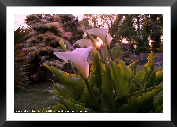 Calla lily at sunset                 Framed Mounted Print by Lee Sulsh