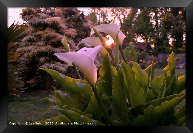 Calla lily at sunset                 Framed Print by Lee Sulsh