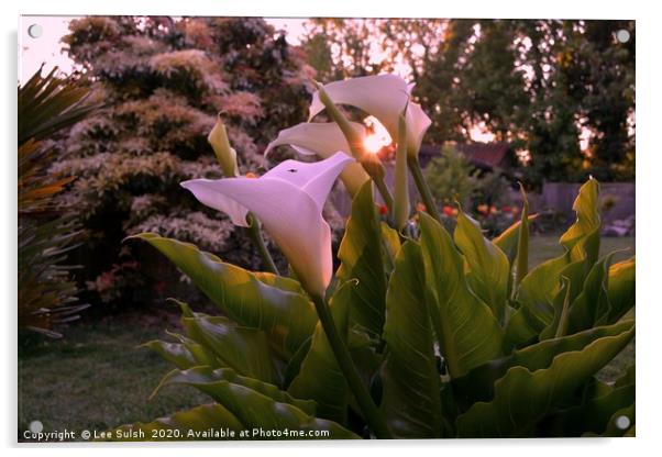 Calla lily at sunset                 Acrylic by Lee Sulsh