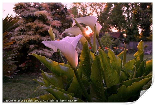 Calla lily at sunset                 Print by Lee Sulsh