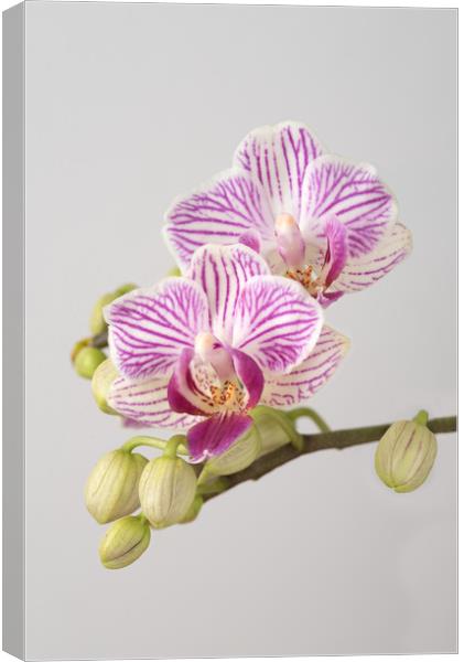 Orchid Phalaenopsis Canvas Print by Ann Goodall