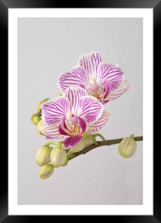 Orchid Phalaenopsis Framed Mounted Print by Ann Goodall